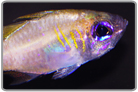 Threadfin Cardinalfish